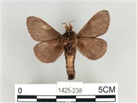 大斑Y毛蟲藏品圖，第2張