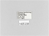 大斑Y毛蟲藏品圖，第3張