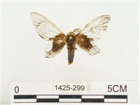 榕透翅毒蛾藏品圖，第1張