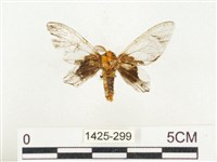 榕透翅毒蛾藏品圖，第2張