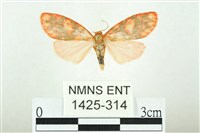 三色豔苔蛾藏品圖，第1張