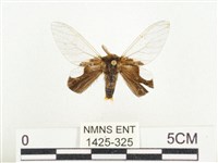 榕透翅毒蛾藏品圖，第1張