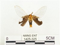 榕透翅毒蛾藏品圖，第2張