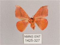 接骨木帶鉤蛾藏品圖，第2張