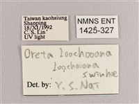 接骨木帶鉤蛾藏品圖，第3張