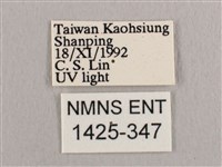 彎黑黃鉤蛾藏品圖，第3張