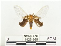 榕透翅毒蛾藏品圖，第2張