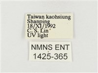 榕透翅毒蛾藏品圖，第3張