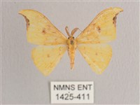 彎黑黃鉤蛾藏品圖，第1張