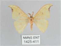 彎黑黃鉤蛾藏品圖，第2張