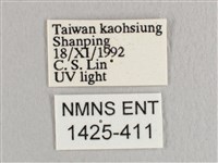 彎黑黃鉤蛾藏品圖，第3張