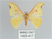 彎黑黃鉤蛾藏品圖，第1張