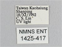 彎黑黃鉤蛾藏品圖，第3張