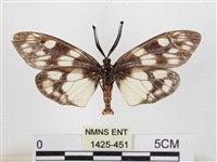 蓬萊茶斑蛾藏品圖，第2張