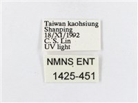 蓬萊茶斑蛾藏品圖，第3張