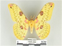 黃豹天蠶蛾藏品圖，第1張