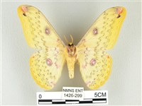 黃豹天蠶蛾藏品圖，第2張