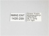 黃豹天蠶蛾藏品圖，第3張