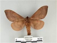 大褐斑枯葉蛾藏品圖，第2張