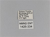 大褐斑枯葉蛾藏品圖，第3張