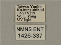 棕綠背線天蛾藏品圖，第3張