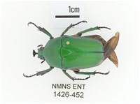 臺灣扇角金龜藏品圖，第1張