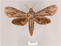 細斜紋霜天蛾藏品圖，第1張