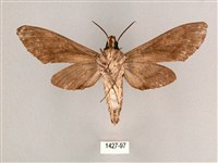 細斜紋霜天蛾藏品圖，第2張