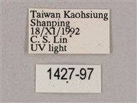 細斜紋霜天蛾藏品圖，第3張