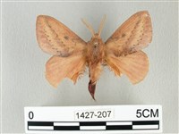 淡紋斜帶枯葉蛾藏品圖，第1張