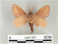 淡紋斜帶枯葉蛾藏品圖，第2張