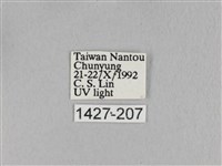 淡紋斜帶枯葉蛾藏品圖，第3張