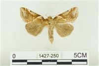 寬帶波紋蛾藏品圖，第1張