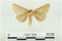 寬帶波紋蛾藏品圖，第2張