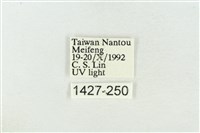 寬帶波紋蛾藏品圖，第3張