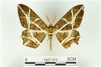 樹形尺蛾藏品圖，第1張