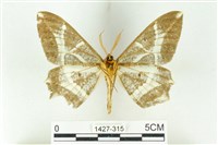 樹形尺蛾藏品圖，第2張