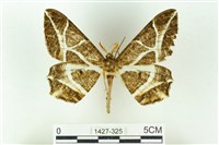 樹形尺蛾藏品圖，第1張