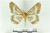 樹形尺蛾藏品圖，第2張