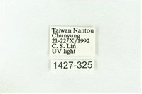 樹形尺蛾藏品圖，第3張