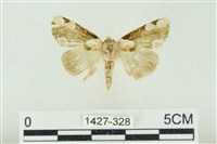 大斑波紋蛾藏品圖，第1張