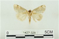 大斑波紋蛾藏品圖，第2張