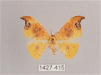 銀斑黃鉤蛾藏品圖，第1張