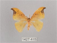 銀斑黃鉤蛾藏品圖，第2張