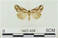 素木氏美波紋蛾藏品圖，第1張