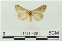 素木氏美波紋蛾藏品圖，第2張