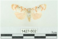 臺雪苔蛾藏品圖，第1張