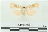 臺雪苔蛾藏品圖，第2張