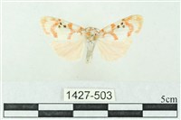 臺雪苔蛾藏品圖，第1張