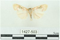 臺雪苔蛾藏品圖，第2張